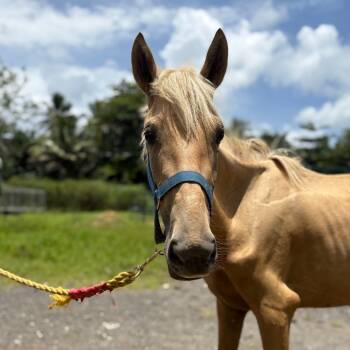 Rescue Quarterhorse Horses for Adoption - Amara | PetCurious