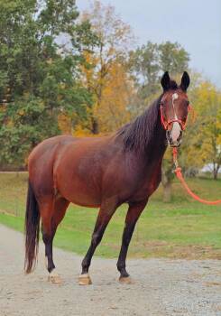 Rescue Arabian and Saddlebred Horses for Adoption in Upper Sandusky, Ohio - April | PetCurious