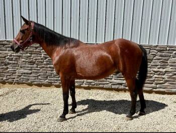 Rescue Standardbred Horses for Adoption in Wadsworth, Ohio - Harry | PetCurious