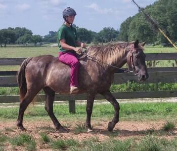 Rescue Rocky Mountain Horse Horses for Adoption in Houston, Texas - Charley Horse | PetCurious