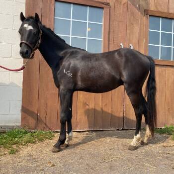 Rescue Quarterhorse Horses for Adoption in Quakertown, Pennsylvania - Ramen | PetCurious