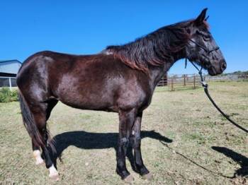 Rescue Grade Horses for Adoption in Fort Worth, Texas - Fleur | PetCurious