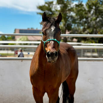 Rescue Quarterhorse Horses for Adoption in Las Vegas, Nevada - Prince Charming | PetCurious