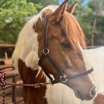 Rescue Quarterhorse Horses for Adoption in Kanab, Utah - Daisy | PetCurious