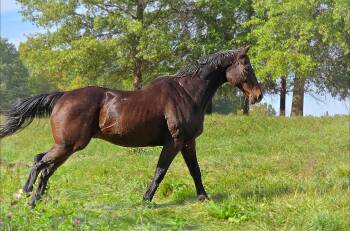 Rescue Thoroughbred Horses for Adoption in Upper Sandusky, Ohio - King | PetCurious