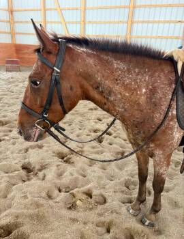 Rescue Appaloosa Horses for Adoption in Wadsworth, Ohio - Ellie | PetCurious