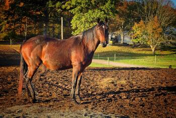 Rescue Grade Horses for Adoption in Upper Sandusky, Ohio - Violet | PetCurious