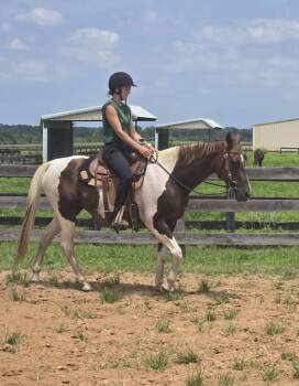 Rescue Paint Pinto Horses for Adoption in Houston, Texas - Yasmine | PetCurious