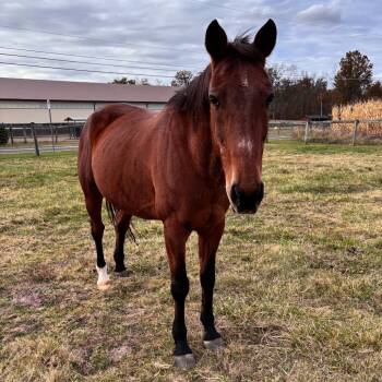 Rescue Quarterhorse Horses for Adoption in Quakertown, Pennsylvania - Harley | PetCurious