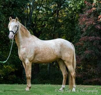 Rescue Tennessee Walker Horses for Adoption in Huntington, West Virginia - Dane | PetCurious