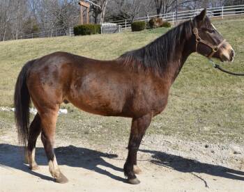 Rescue Grade Horses for Adoption in Union, Missouri - ALADDIN | PetCurious