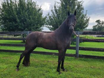 Rescue Tennessee Walker Horses for Adoption in Huntington, West Virginia - Nine | PetCurious
