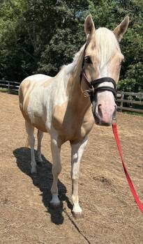 Rescue Paint Pinto Horses for Adoption in Stratham, New Hampshire - Roger | PetCurious