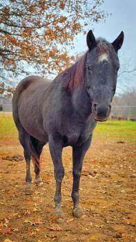 Rescue Quarterhorse Horses for Adoption in Upper Sandusky, Ohio - Marlin | PetCurious