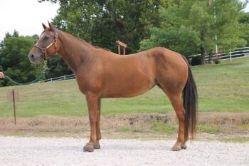 Rescue Quarterhorse Horses for Adoption in Union, Missouri - BUTTERS | PetCurious