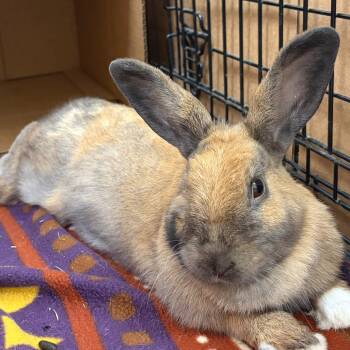Lily -  Harlequin and Dutch Rabbit for Adoption in Oshkosh, Wisconsin - Lily | PetCurious