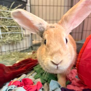 Cadbury -  Bunny Rabbit Rabbit for Adoption in South Burlington, Vermont - Cadbury | PetCurious