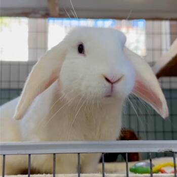 Holland Lop Rabbits Available for Adoption - Dove | PetCurious