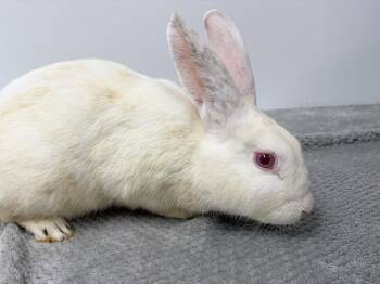 Trident -  Bunny Rabbit Rabbit for Adoption in Westford, Massachusetts - Trident | PetCurious