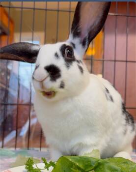 Hazel -  English Spot Rabbit for Adoption in Mill Valley, California - Hazel | PetCurious