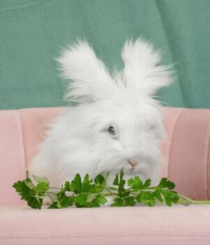 Rescue Angora Rabbit Rabbits for Adoption in Chicago, Illinois - Fleece | PetCurious