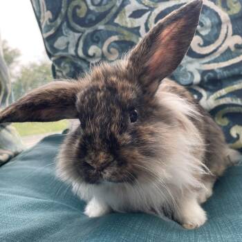 Cheddar (Bonded to Asiago) -  American Rabbit for Adoption in West Des Moines, Iowa - Cheddar (Bonded To Asiago) | PetCurious