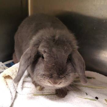 Smokey -  Holland Lop Rabbit for Adoption in Los Angeles, California - Smokey | PetCurious