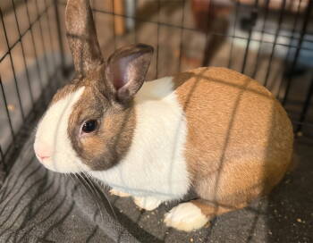 Rescue Dutch Rabbits for Adoption in Marshfield, Wisconsin - Thor | PetCurious