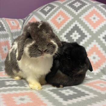 Nacho -  Holland Lop Rabbit for Adoption in Gansevoort, New York - Nacho | PetCurious