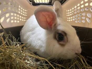 Rescue Bunny Rabbit Rabbits for Adoption in Tustin, California - TED | PetCurious