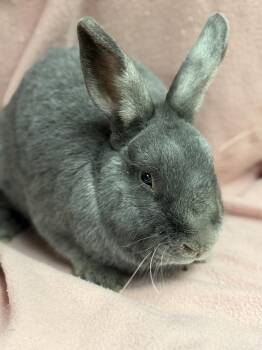 Silver Fox Rabbits Available for Adoption in Edinburg, Pennsylvania - Cowboy: Video!! | PetCurious