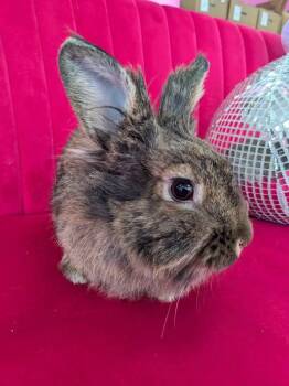 Rescue Lionhead Rabbits for Adoption in Saint Charles, Missouri - Bessie | PetCurious
