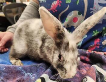 Rescue Rex Rabbits for Adoption in Aliquippa, Pennsylvania - DOLLY | PetCurious