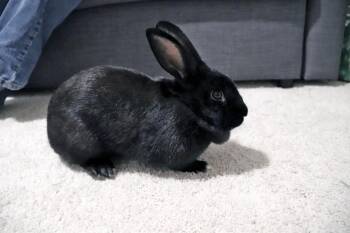 Havana Rabbits Available for Adoption in Melbourne, Florida - Persephone | PetCurious