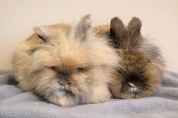Lionhead Rabbits Available for Adoption - Harvey | PetCurious