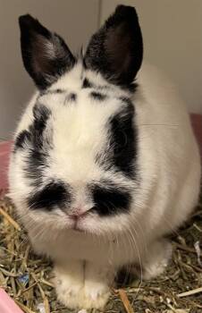 Bunny Rabbit and Netherland Dwarf Rabbits Available for Adoption - MARBLE | PetCurious