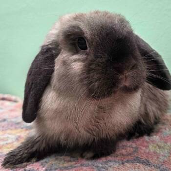 Flynn Rider -  Holland Lop Rabbit for Adoption in The Woodlands, Texas - Flynn Rider | PetCurious