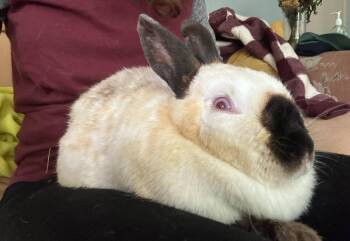 Rescue Bunny Rabbit Rabbits for Adoption in Westbrook, Maine - Esme | PetCurious