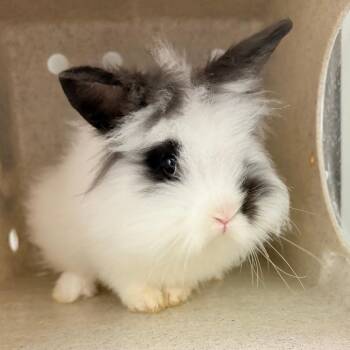 Bunny Rabbit Rabbits Available for Adoption in Philadelphia, Pennsylvania - Manchas | PetCurious
