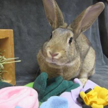 Bering -  Bunny Rabbit Rabbit for Adoption in Wilmington, Delaware - Bering | PetCurious