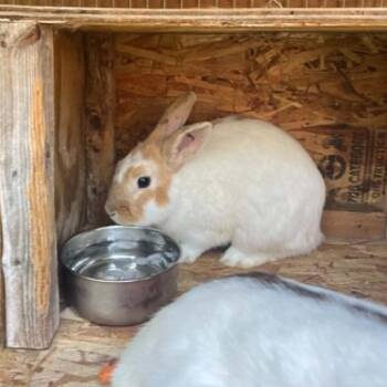 Fred -  Bunny Rabbit Rabbit for Adoption in West Olive, Michigan - Fred | PetCurious
