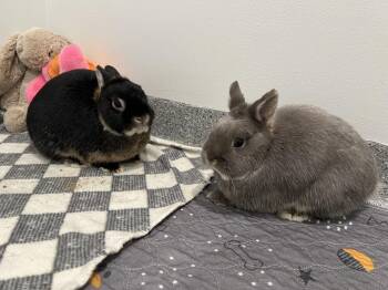 Netherland Dwarf Rabbits Available for Adoption in Westford, Massachusetts - Kimber | PetCurious