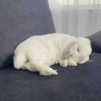 Milo - Home to Home -  Mini Lop Rabbit for Adoption in South Elgin, Illinois - Milo - Home To Home | PetCurious
