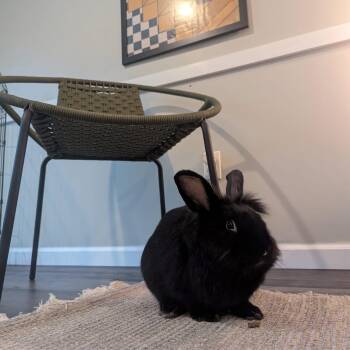 Rescue Lionhead Rabbits for Adoption in Saint Charles, Missouri - Baby Beef | PetCurious