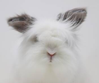 Angora Rabbit and Lionhead Rabbits Available for Adoption - Murphie Is Well... A Mush! Wow Is This Bunny The Coolest!! GORGE | PetCurious