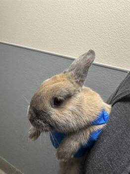 Bunny Rabbit Rabbits Available for Adoption in Las Vegas, Nevada - BOOSHKA | PetCurious