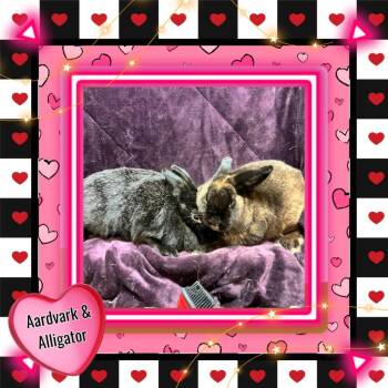 Bunny Rabbit Rabbits Available for Adoption - Aardvark | PetCurious