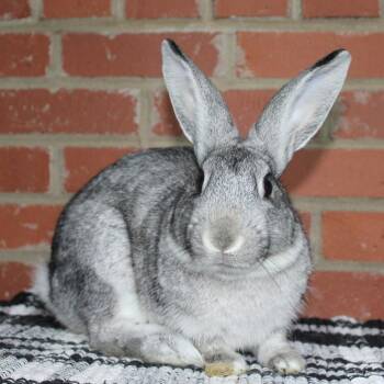 Calvin -  Chinchilla Rabbit for Adoption in Winston-salem, North Carolina - Calvin | PetCurious