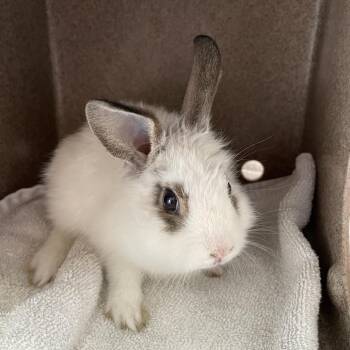 Crayon -  English Spot Rabbit for Adoption in Pasadena, California - Crayon | PetCurious