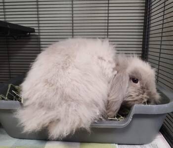 The Dust Bunny -  Angora Rabbit and French Lop Rabbit for Adoption in Vancouver, Washington - The Dust Bunny | PetCurious